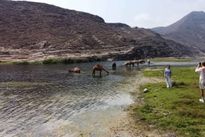 West Salalah Highlights: Coastal Wonders & Scenic Views