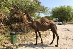 West Salalah Highlights: Coastal Wonders & Scenic Views