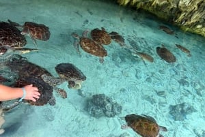 Zanzibar : visite culturelle Maasai et sanctuaire des tortues de mer