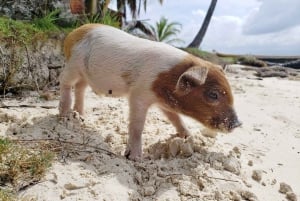 2 Days in Remote San Blas + Tour to magical Cambombia Island