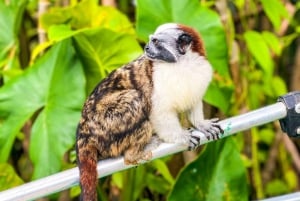 Pacote de 3 dias de observação de macacos coloniais do Canal e da aldeia Embera