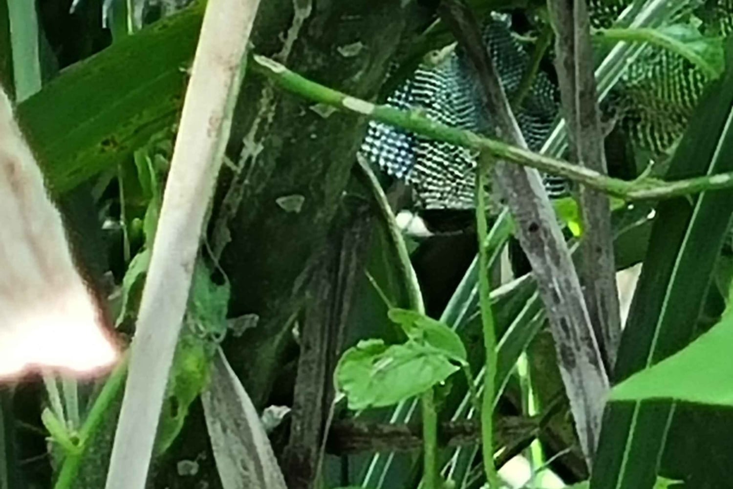 5 Hours Tour to Monkey Island Embera community Gamboa Panama