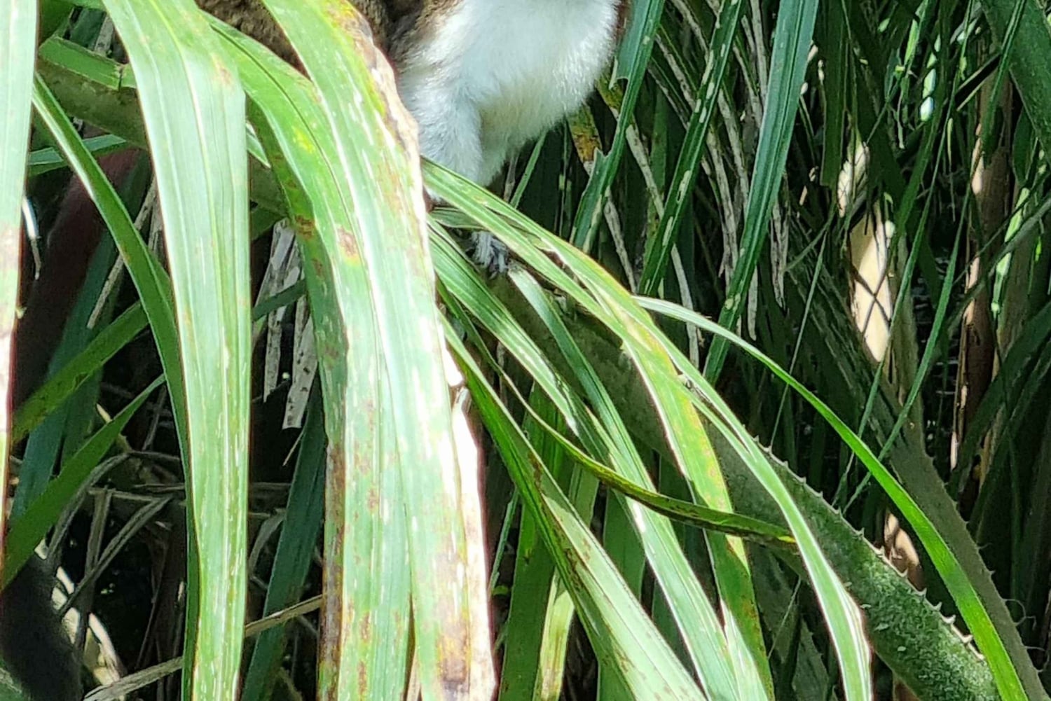 5 Hours Tour to Monkey Island Embera community Gamboa Panama