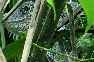 Tour di 5 ore all'Isola delle Scimmie Comunità di Embera Gamboa Panama