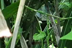 5 Hours Tour to Monkey Island Embera community Gamboa Panama