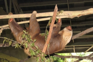From Panama City: Aerial Tram and Sloth Sanctuary Tour
