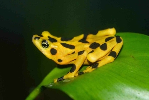 Anton Valley Day Tour with Hiking