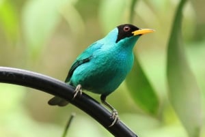 Observación de Aves Pipeline Road Gamboa Town and Discovery Center