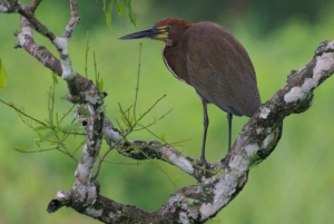 Strada del gasdotto per il birdwatching Gamboa Town and Discovery Center