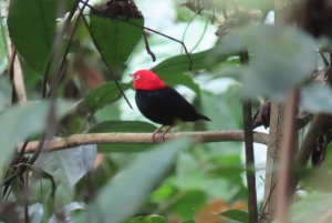 Birdwatching Pipeline Road Gamboa Town and Discovery Center