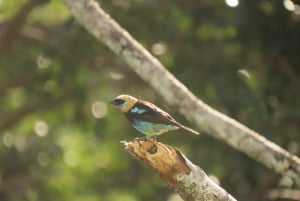 Vogelbeobachtung Pipeline Road Gamboa Town and Discovery Center