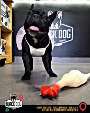 Black Dog - Pet shop and services