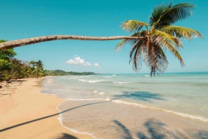 Bocas del Toro: Dolphin Bay, Chocolate Farm & Snorkel Tour