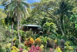 Bocas del Toro: Dolphin Bay, Chocolate Farm & Snorkel Tour