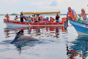 Bocas del Toro: Dolphin Bay, Chocolate Farm & Snorkel Tour