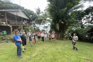 Bocas del Toro: Dolphin Bay, Chocolate Farm & Snorkel Tour