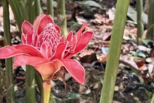 Bocas del Toro: Dolphin Bay, Chocolate Farm & Snorkel Tour