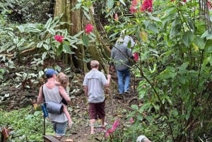 Bocas del Toro: Dolphin Bay, Chocolate Farm & Snorkel Tour