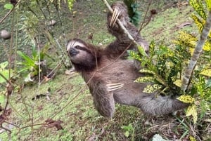 Bocas del Toro: Dolphin Bay, Chocolate Farm & Snorkel Tour