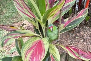 Bocas del Toro: Dolphin Bay, Chocolate Farm & Snorkel Tour