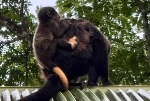 Bocas del Toro: Dolphin Bay, Chocolate Farm & Snorkel Tour