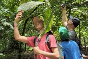 Bocas del Toro: Dolphin Bay, Chocolate Farm & Snorkel Tour