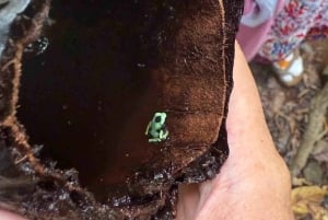 Bocas del Toro: Dolphin Bay, Chocolate Farm & Snorkel Tour