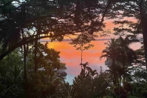 Bocas del Toro: Dolphin Bay, Chocolate Farm & Snorkel Tour