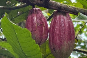 Bocas del Toro: Dolphin Bay, Chocolate Farm & Snorkel Tour