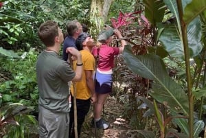 Bocas del Toro: Dolphin Bay, Chocolate Farm & Snorkel Tour