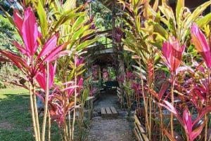 Bocas del Toro: Dolphin Bay, Chocolate Farm & Snorkel Tour