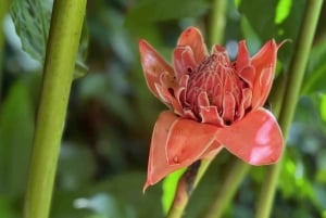 Bocas del Toro: Dolphin Bay, Chocolate Farm & Snorkel Tour