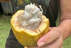 Bocas del Toro: Dolphin Bay, Chocolate Farm & Snorkel Tour