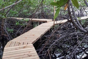 Bocas del Toro: Monkey Island and Cayo Coral Boat Tour