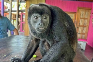 Bocas del Toro: Monkey Island and Cayo Coral Boat Tour