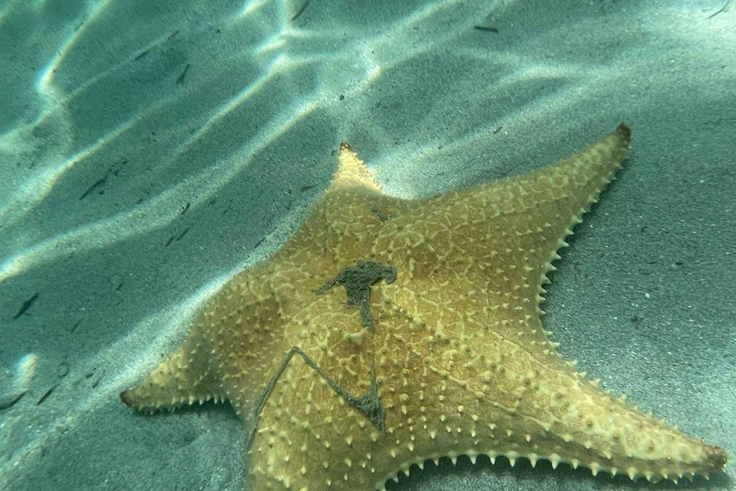 Bocas del Toro: Playa Estrella Boat Tour with Guide