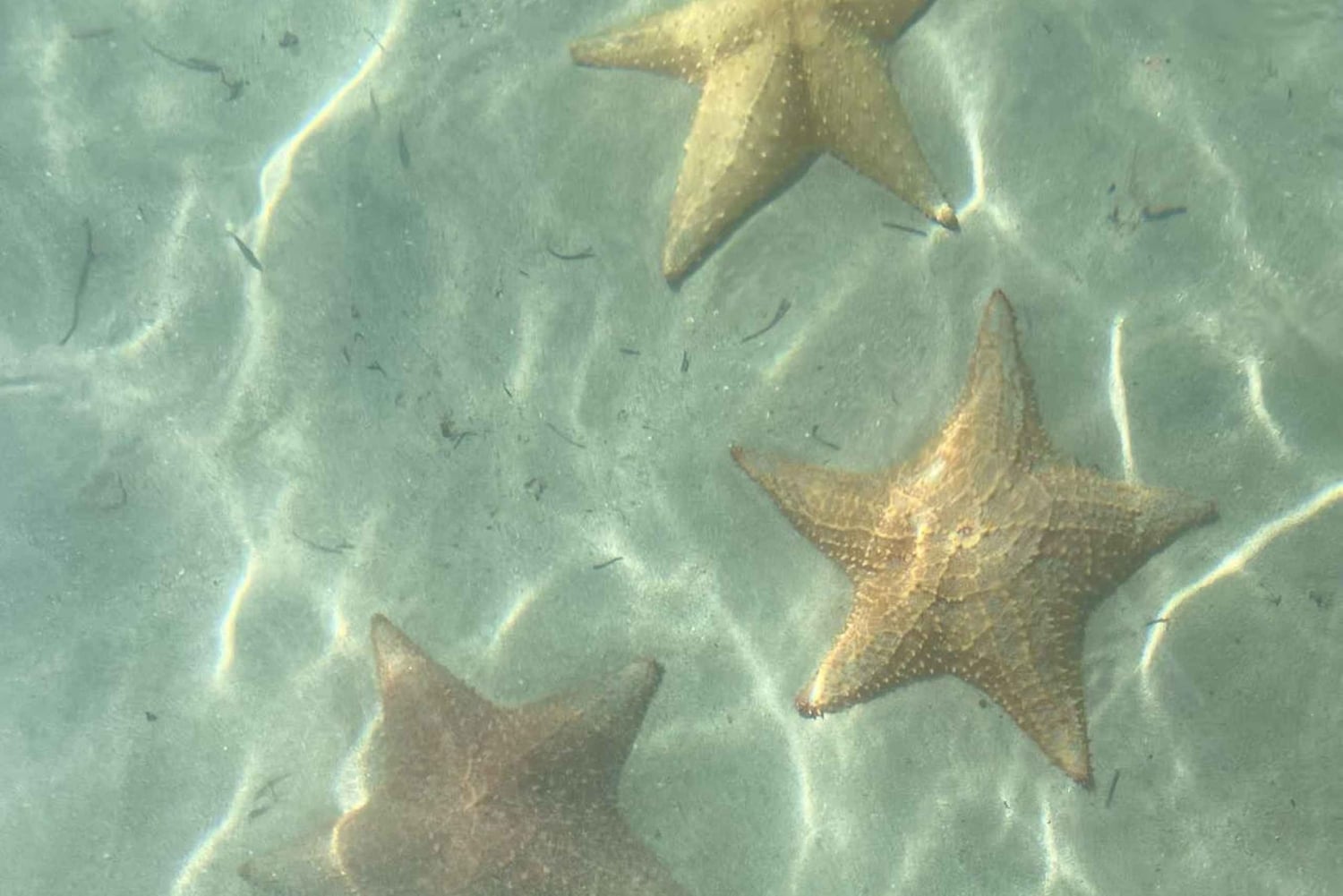 Bocas del Toro: Playa Estrella Boat Tour with Guide