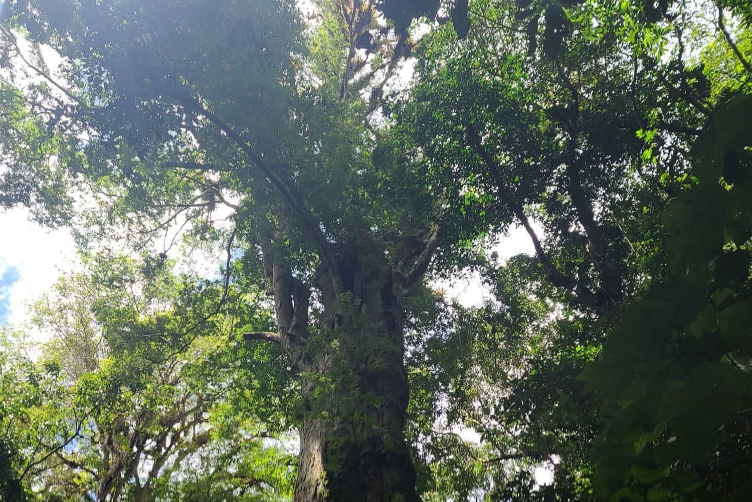 Boquete: Cloud Forest Wildlife Hike Tour - Pipeline Trail