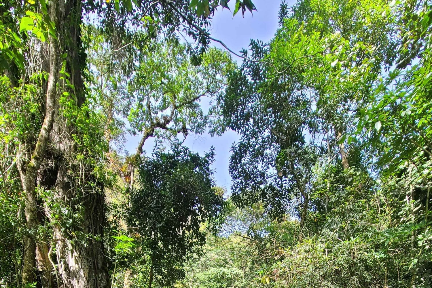 Boquete: Cloud Forest Wildlife Hike Tour - Pipeline Trail