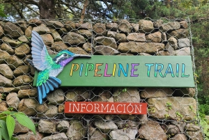 Boquete: Cloud Forest Wildlife Hike Tour - Pipeline Trail