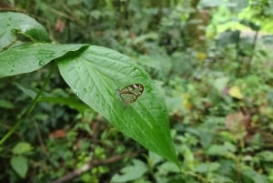 Boquete: Cloud Forest Wildlife Hike Tour - Pipeline Trail
