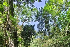 Boquete: Cloud Forest Wildlife Hike Tour - Pipeline Trail