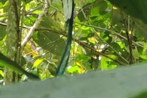 Boquete: Cloud Forest Wildlife Hike Tour - Pipeline Trail