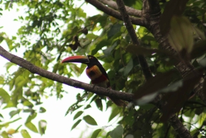 Boquete: Family Tour (Experiences in caldera)