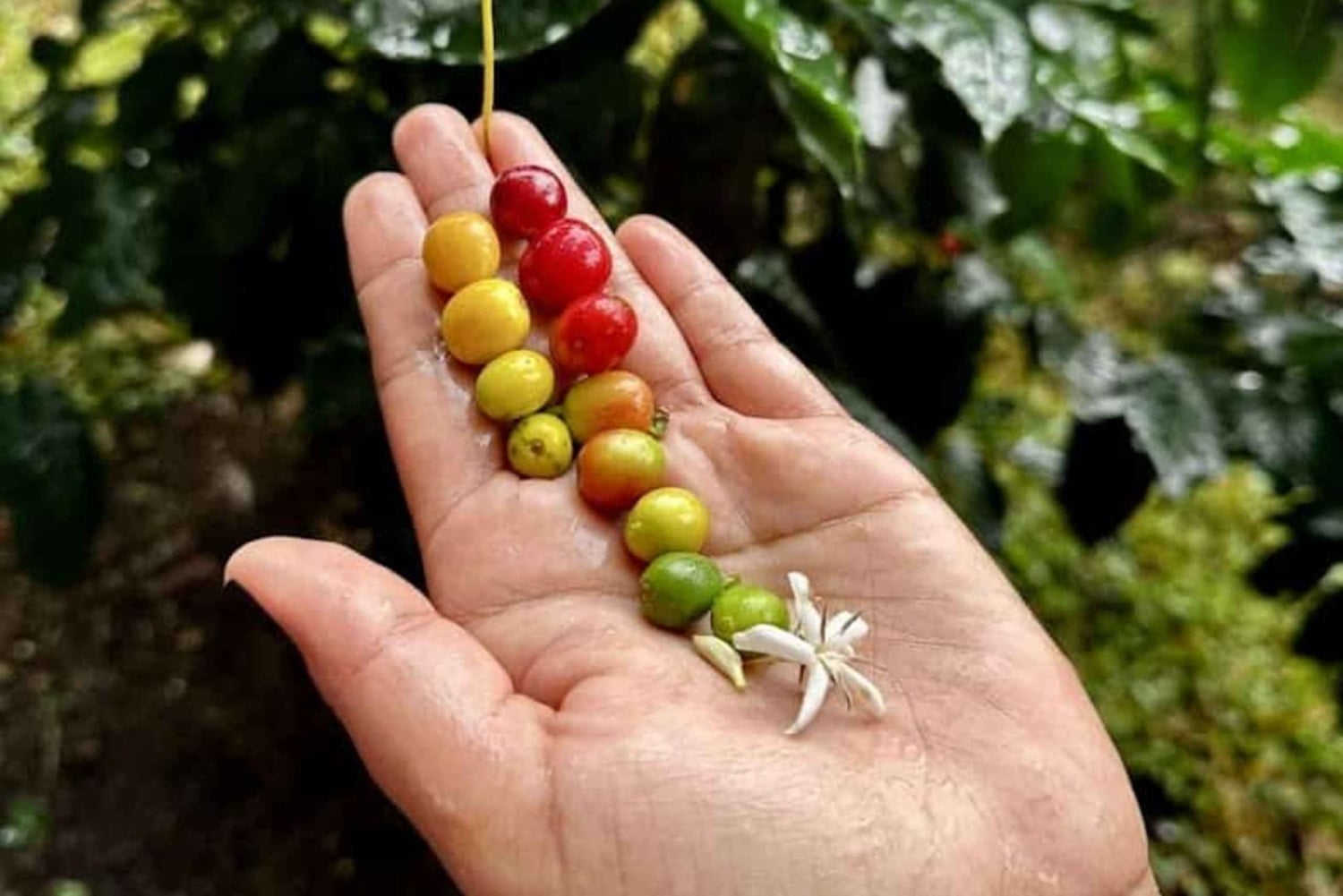 Boquete: Guided Hike and Coffee Farm Tour with Tasting