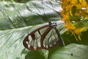 Boquete: Guided Hike and Coffee Farm Tour with Tasting
