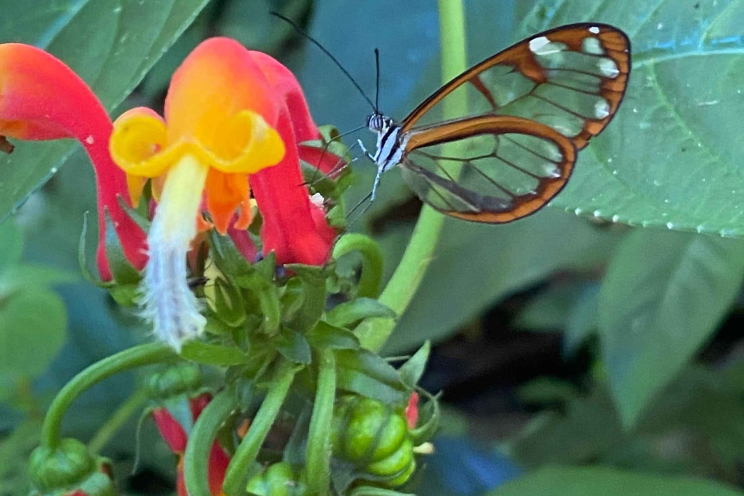 Boquete: Guided hikes through the cloud forest