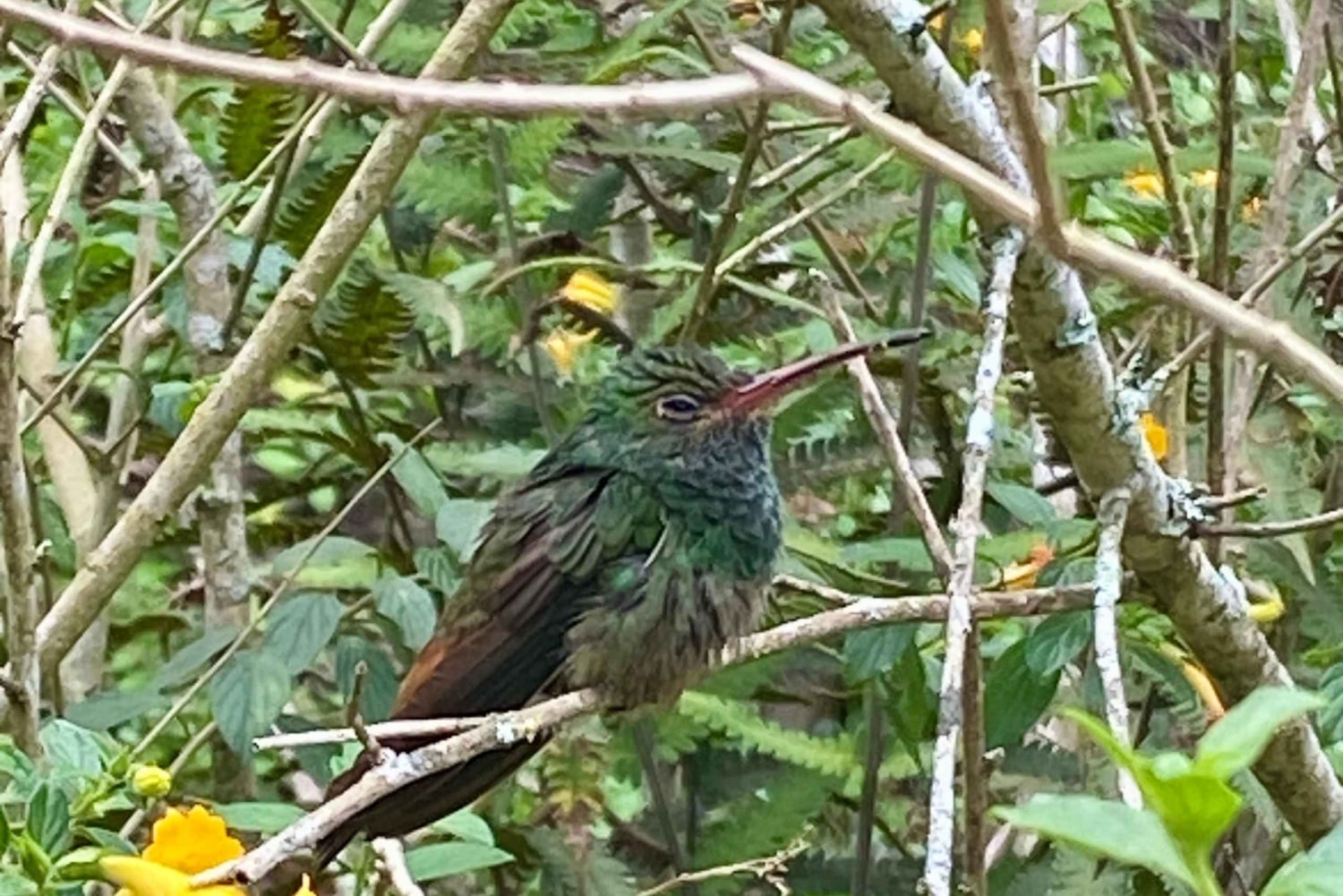 Boquete: Guided hikes through the cloud forest