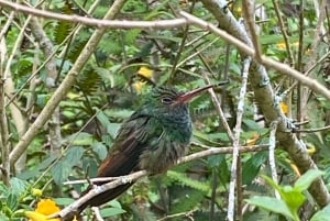 Boquete: Guided hikes through the cloud forest