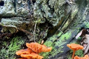 Boquete: Guided hikes through the cloud forest